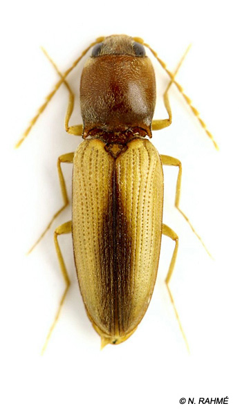 Cardiophorus pharaonum