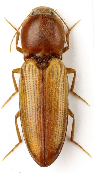 Cardiophorus pharaonum