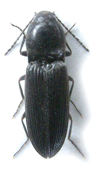 Cardiophorus picinus