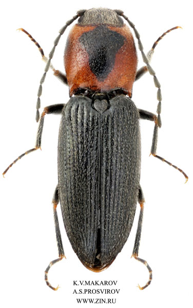 Cardiophorus picticollis