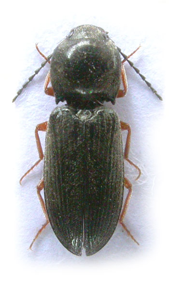 Cardiophorus plurimus