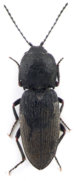 Cardiophorus podlussanyi