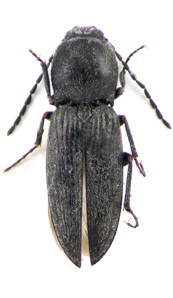 Cardiophorus podlussanyi