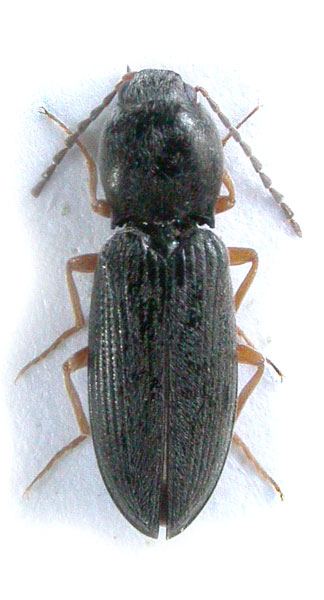 Cardiophorus procerus