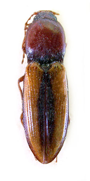 Cardiophorus przewalskii