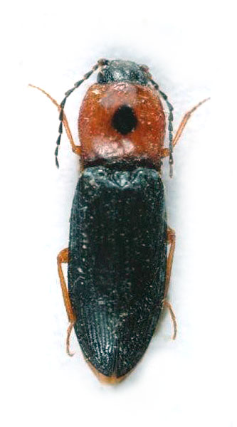 Cardiophorus puncticollis