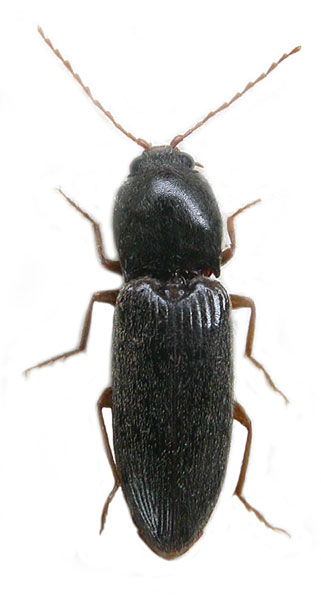 Cardiophorus purcharti