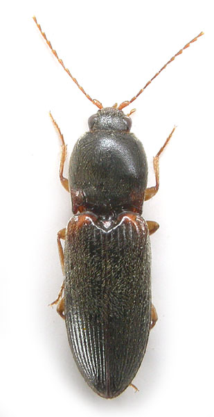 Cardiophorus purcharti