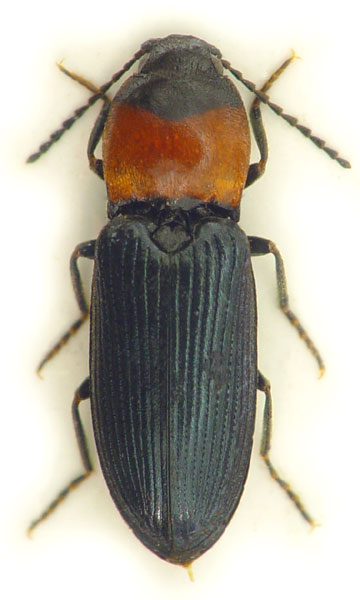 Cardiophorus ruficollis