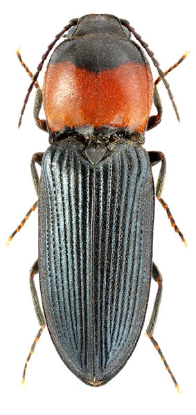 Cardiophorus ruficollis
