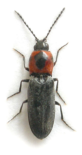 Cardiophorus sacratus