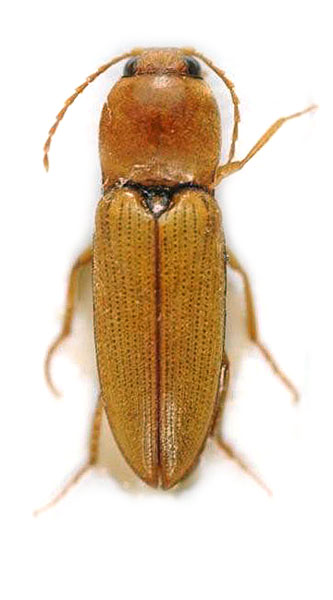 Cardiophorus safadensis