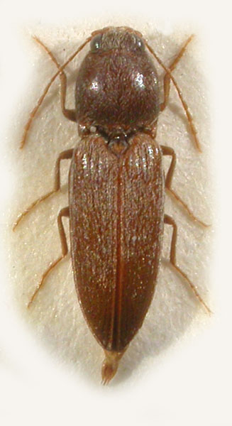 Cardiophorus sahlbergi