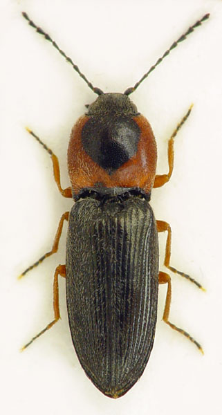 Cardiophorus samai