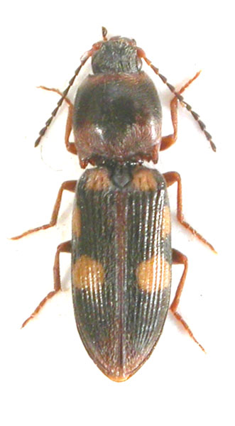 Cardiophorus signatus
