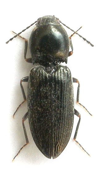 Cardiophorus stussineri