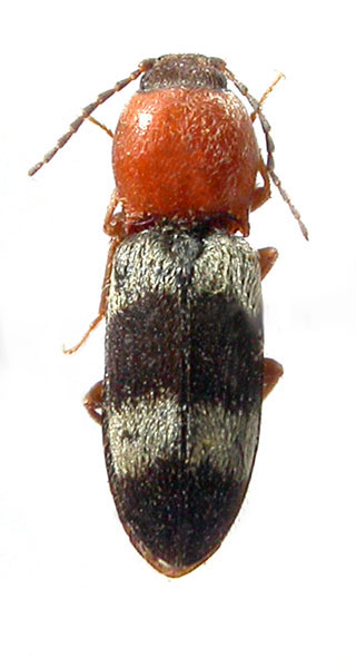 Cardiophorus syriacoides