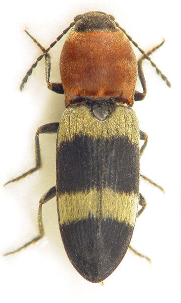 Cardiophorus syriacus