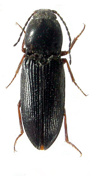 Cardiophorus tarbinskyi