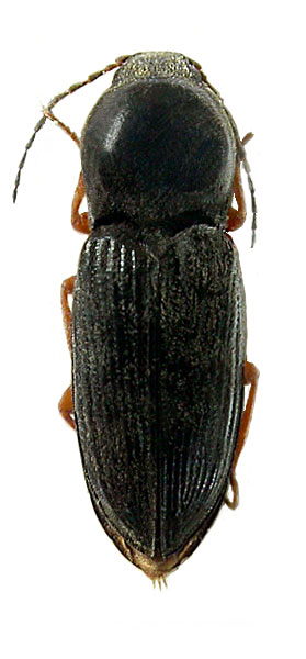 Cardiophorus tenelloides