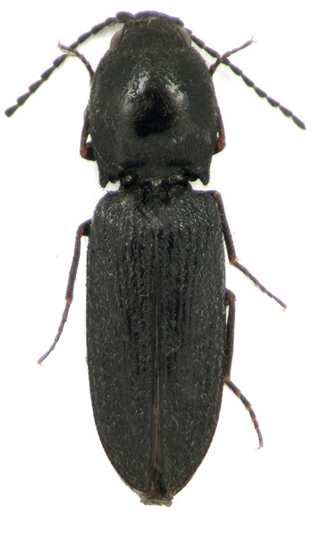 Cardiophorus tenuis