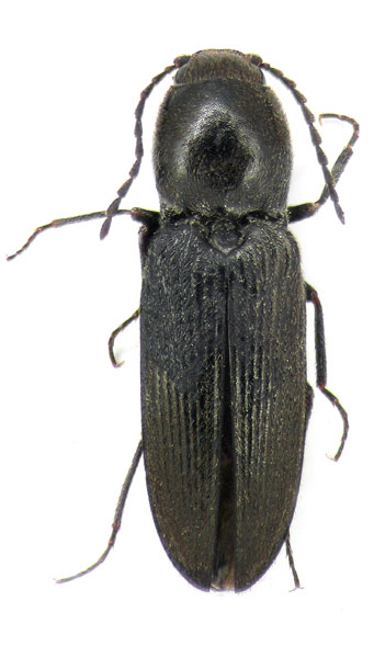 Cardiophorus tenuis