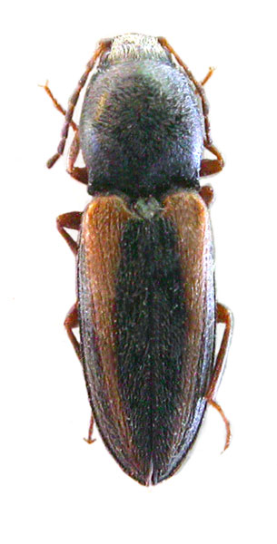 Cardiophorus terskeyensis