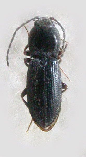Cardiophorus tokgajevi