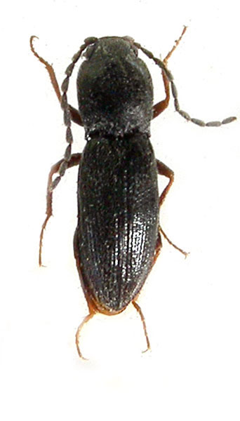 Cardiophorus tokgajevi