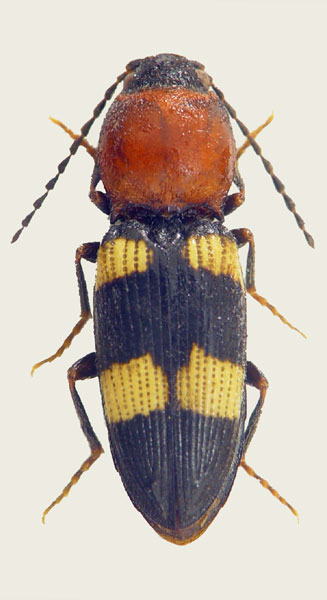 Cardiophorus tricolor