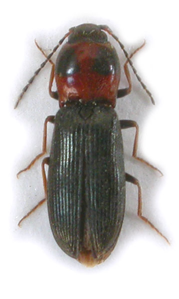Cardiophorus ulcerosus