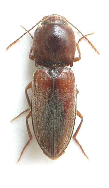 Cardiophorus varius