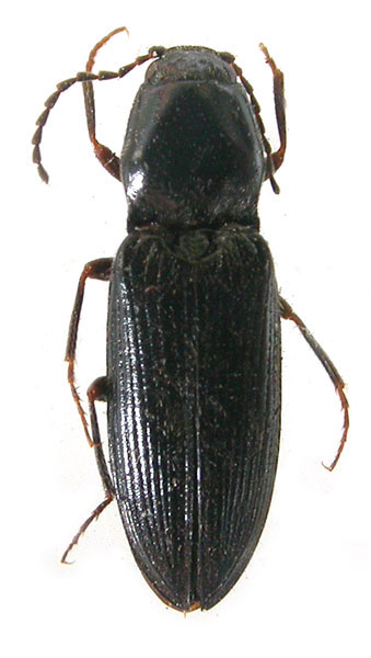 Cardiophorus vespertinus