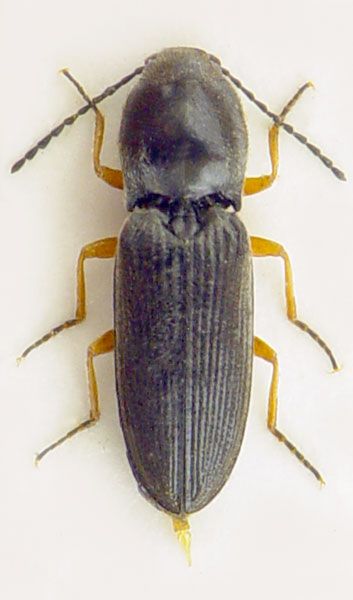 Cardiophorus vestigialis