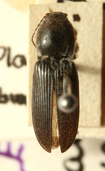 Cardiophorus vestigialis