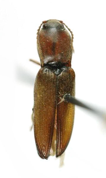 Cardiophorus wardi