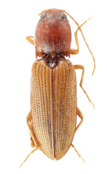 Cardiotarsus taitungensis