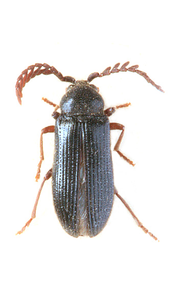 Cerophytum elateroides