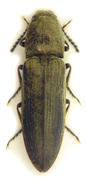 Cidnopus aeruginosus