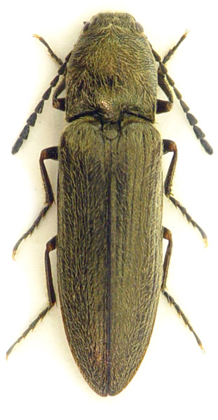 Cidnopus aeruginosus