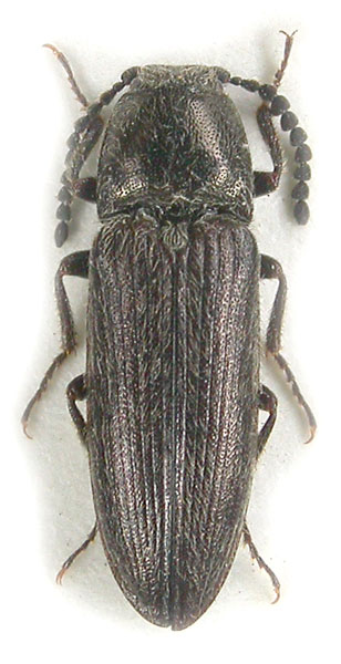 Cidnopus crassipes