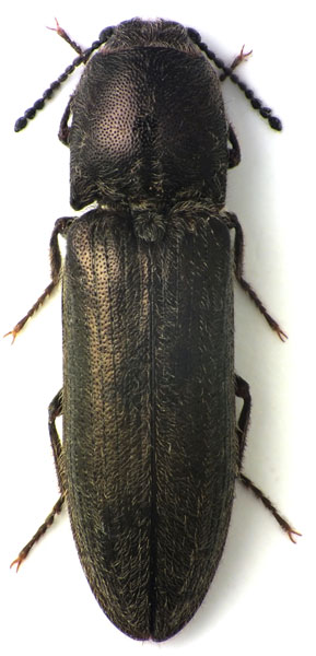 Cidnopus macedonicus