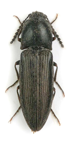 Cidnopus marginellus