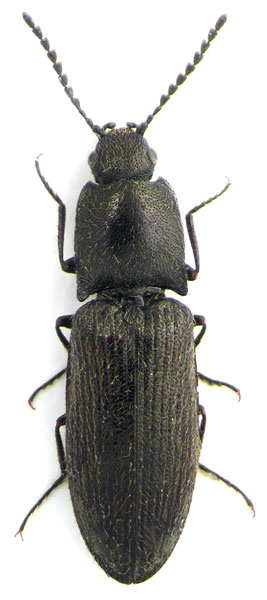 Cidnopus parallelus