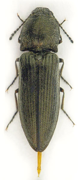 Cidnopus pilosus