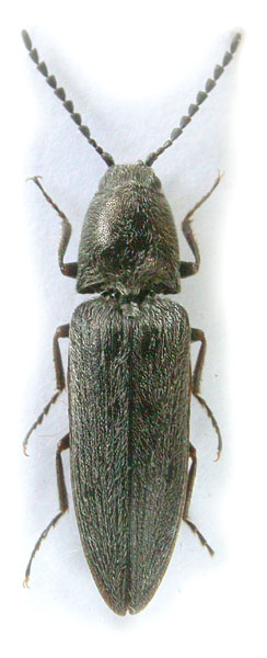 Cidnopus platiai