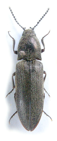 Cidnopus platiai