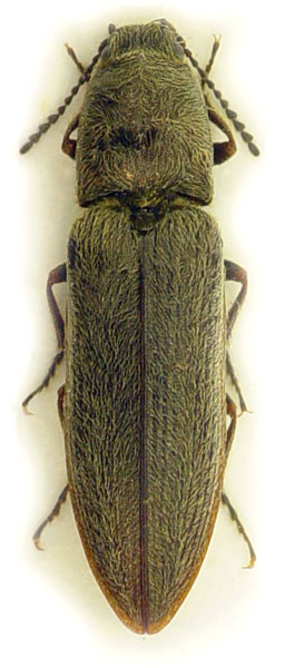 Cidnopus rusenae