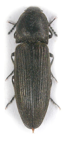 Cidnopus schurmanni