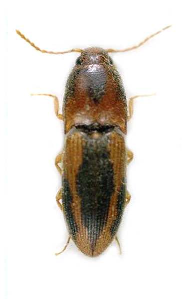 Conoderus productus